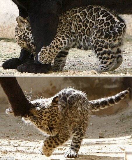 关于超级联赛总决赛：约旦豹队大胜以色列勇士队的信息